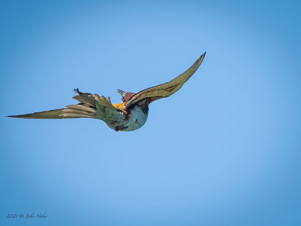 European bee-eater - Merops apiaster  Animal,Animalia,Aves,Bird,Bird in flight,Bulgaria,Chordata,Coraciiformes,European bee-eater,Geotagged,Meropidae,Merops apiaster,Migratory bird,Spring,Wildlife