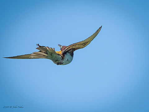 European bee-eater - Merops apiaster  Animal,Animalia,Aves,Bird,Bird in flight,Bulgaria,Chordata,Coraciiformes,European bee-eater,Geotagged,Meropidae,Merops apiaster,Migratory bird,Spring,Wildlife