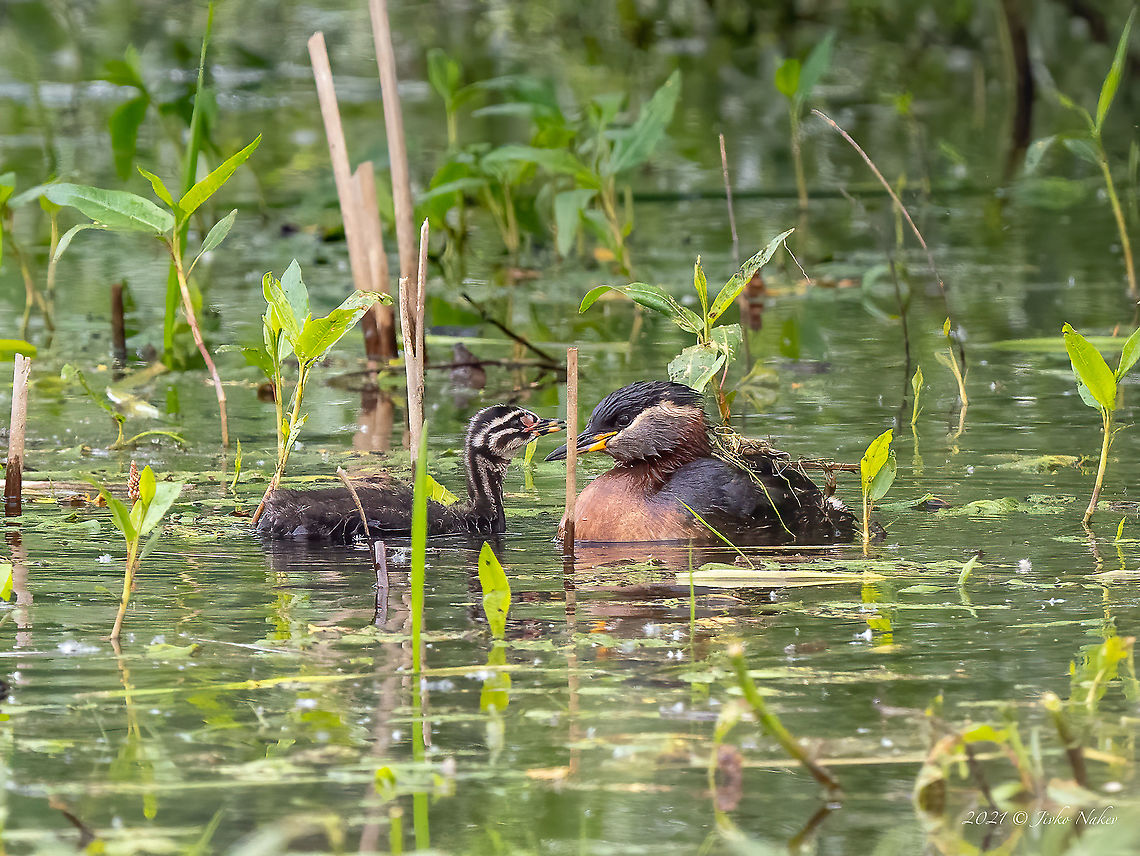 Red-necked grebe mum and her chick - Podiceps grisegena These birds nest in only a few places in Bulgaria and are relatively rare to observe. About 3 weeks ago I visited a beautiful protected area - the island of Persina on the Danube river, about 280 km from Sofia. Remarkably, there is an active prison on this island and access is restricted. The island can only be reached by a military pontoon bridge built in the 1960s.<br />
<br />
The island is also a historical landmark - on the period after the establishment of communist rule in Bulgaria in 1944, a concentration camp was built, where political opponents, intellectuals, officers of the tsarist army were imprisoned, tortured and killed. The buildings have now been turned into a memorial to commemorate the crimes of the communist regime.<br />
<br />
In the last few years, access to the island is possible, albeit with prior notice and a pass (however, the criminal prison is operational - in practice, the prison occupies only about 2% of the entire island).<br />
<br />
At my previous (first) visit to the island I managed to photograph a pair of red-necked divers, now I went especially with the hope of photographing them again and especially the newborn chicks. It turned out to be a very difficult task - the marsh vegetation is already quite large, there is no good visibility from the shore, and according to Murphy&#039;s Law, the reed is always in front of the lens. Still, I&#039;m happy that I was able to take some distant pictures of this beautiful chick.<br />
<br />
Note - on the back of the mother there are various plants, reeds and grasses. Maybe they serve as camouflage, I don&#039;t know. Often the young chicks get on the mother&#039;s back. There was only one chick now.<br />
<br />
<figure class="photo"><a href="https://www.jungledragon.com/image/113746/red-necked_grebe_-_podiceps_grisegena.html" title="Red-necked grebe - Podiceps grisegena"><img src="https://s3.amazonaws.com/media.jungledragon.com/images/1332/113746_thumb.jpg?AWSAccessKeyId=05GMT0V3GWVNE7GGM1R2&Expires=1769040010&Signature=A3r5zouA6ZTH2cMNjw6OHoA0vv8%3D" width="200" height="150" alt="Red-necked grebe - Podiceps grisegena For the last 20-30 years this species almost disappeared from Bulgaria. It used to breed in numerous wetlands and lakes, fishponds. Now it can be found only in a couple of places along the Danube river. <br />
https://www.jungledragon.com/image/115115/red-necked_grebe_femal_and_her_chick_-_podiceps_grisegena.html<br />
 Animal,Animalia,Aves,Bird,Bulgaria,Chordata,Europe,Geotagged,Migratory bird,Persina Nature Park,Podiceps grisegena,Podicipedidae,Podicipediformes,Red-necked Grebe,Red-necked grebe,Spring,Water bird,Wildlife" /></a></figure><br />
 Animal,Animalia,Aves,Bird,Bulgaria,Chordata,Europe,Geotagged,Migratory bird,Persina Nature Park,Podiceps grisegena,Podicipedidae,Podicipediformes,Red-necked Grebe,Red-necked grebe,Spring,Wildlife