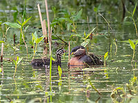 Red-necked grebe mum and her chick - Podiceps grisegena These birds nest in only a few places in Bulgaria and are relatively rare to observe. About 3 weeks ago I visited a beautiful protected area - the island of Persina on the Danube river, about 280 km from Sofia. Remarkably, there is an active prison on this island and access is restricted. The island can only be reached by a military pontoon bridge built in the 1960s.<br />
<br />
The island is also a historical landmark - on the period after the establishment of communist rule in Bulgaria in 1944, a concentration camp was built, where political opponents, intellectuals, officers of the tsarist army were imprisoned, tortured and killed. The buildings have now been turned into a memorial to commemorate the crimes of the communist regime.<br />
<br />
In the last few years, access to the island is possible, albeit with prior notice and a pass (however, the criminal prison is operational - in practice, the prison occupies only about 2% of the entire island).<br />
<br />
At my previous (first) visit to the island I managed to photograph a pair of red-necked divers, now I went especially with the hope of photographing them again and especially the newborn chicks. It turned out to be a very difficult task - the marsh vegetation is already quite large, there is no good visibility from the shore, and according to Murphy's Law, the reed is always in front of the lens. Still, I'm happy that I was able to take some distant pictures of this beautiful chick.<br />
<br />
Note - on the back of the mother there are various plants, reeds and grasses. Maybe they serve as camouflage, I don't know. Often the young chicks get on the mother's back. There was only one chick now.<br />
<br />
https://www.jungledragon.com/image/113746/red-necked_grebe_-_podiceps_grisegena.html<br />
Animal,Animalia,Aves,Bird,Bulgaria,Chordata,Europe,Geotagged,Migratory bird,Persina Nature Park,Podiceps grisegena,Podicipedidae,Podicipediformes,Red-necked Grebe,Red-necked grebe,Spring,Wildlife