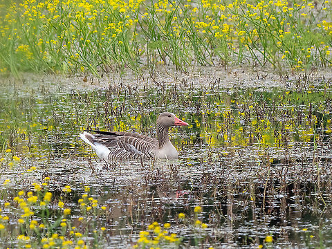 Greylag goose - Anser anser  Anatidae,Animal,Animalia,Anser anser,Anseriformes,Aves,Bird,Bulgaria,Chordata,Europe,Geotagged,Greylag goose,Migratory bird,Persina Nature Park,Spring,Wildlife