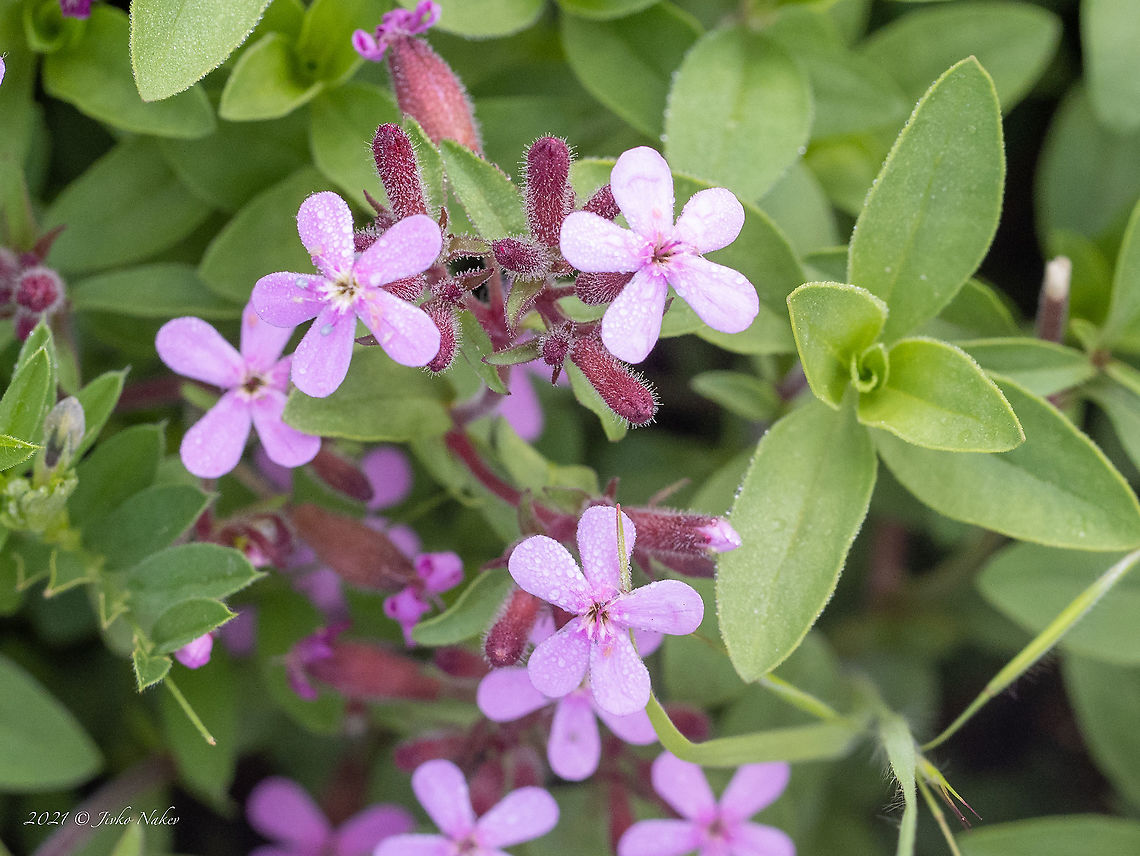 Rock soapwort - Saponaria ocymoides <figure class="photo"><a href="https://www.jungledragon.com/image/115195/rock_soapwort_-_saponaria_ocymoides.html" title="Rock soapwort - Saponaria ocymoides"><img src="https://s3.amazonaws.com/media.jungledragon.com/images/1332/115195_thumb.jpg?AWSAccessKeyId=05GMT0V3GWVNE7GGM1R2&Expires=1769040010&Signature=K6CP5lyRpNJgTyxCWlx%2B3bpuPe0%3D" width="200" height="150" alt="Rock soapwort - Saponaria ocymoides https://www.jungledragon.com/image/115194/rock_soapwort_-_saponaria_ocymoides.html Bulgaria,Caryophyllaceae,Caryophyllales,Eudicot,Europe,Flowering Plant,Geotagged,Magnoliophyta,Plantae,Rock Soapwort,Rock soapwort,Saponaria ocymoides,Sofia,Spring,Vrana park,Wildlife" /></a></figure> Bulgaria,Caryophyllaceae,Caryophyllales,Eudicot,Europe,Flowering Plant,Geotagged,Magnoliophyta,Plantae,Rock Soapwort,Rock soapwort,Saponaria ocymoides,Sofia,Spring,Vrana park,Wildlife