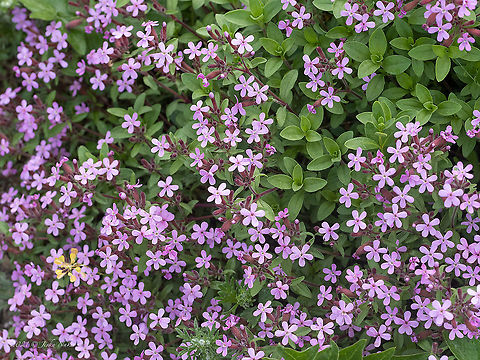 Rock soapwort - Saponaria ocymoides https://www.jungledragon.com/image/115194/rock_soapwort_-_saponaria_ocymoides.html Bulgaria,Caryophyllaceae,Caryophyllales,Eudicot,Europe,Flowering Plant,Geotagged,Magnoliophyta,Plantae,Rock Soapwort,Rock soapwort,Saponaria ocymoides,Sofia,Spring,Vrana park,Wildlife