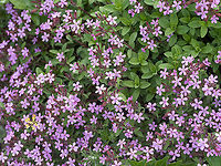 Rock soapwort - Saponaria ocymoides https://www.jungledragon.com/image/115194/rock_soapwort_-_saponaria_ocymoides.html Bulgaria,Caryophyllaceae,Caryophyllales,Eudicot,Europe,Flowering Plant,Geotagged,Magnoliophyta,Plantae,Rock Soapwort,Rock soapwort,Saponaria ocymoides,Sofia,Spring,Vrana park,Wildlife