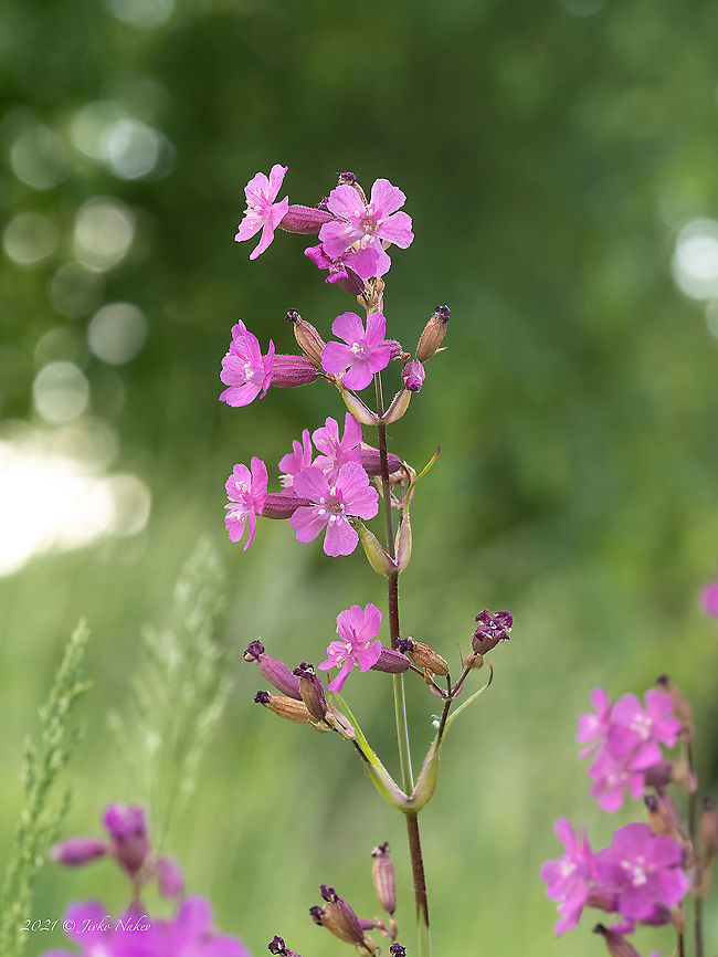 Sticky catchfly - Viscaria vulgaris  Bulgaria,Caryophyllaceae,Caryophyllales,Clammy campion,Eudicot,Europe,Flowering Plant,Geotagged,Magnoliophyta,Plantae,Sofia,Spring,Sticky catchfly,Viscaria vulgaris,Vrana park,Wildlife