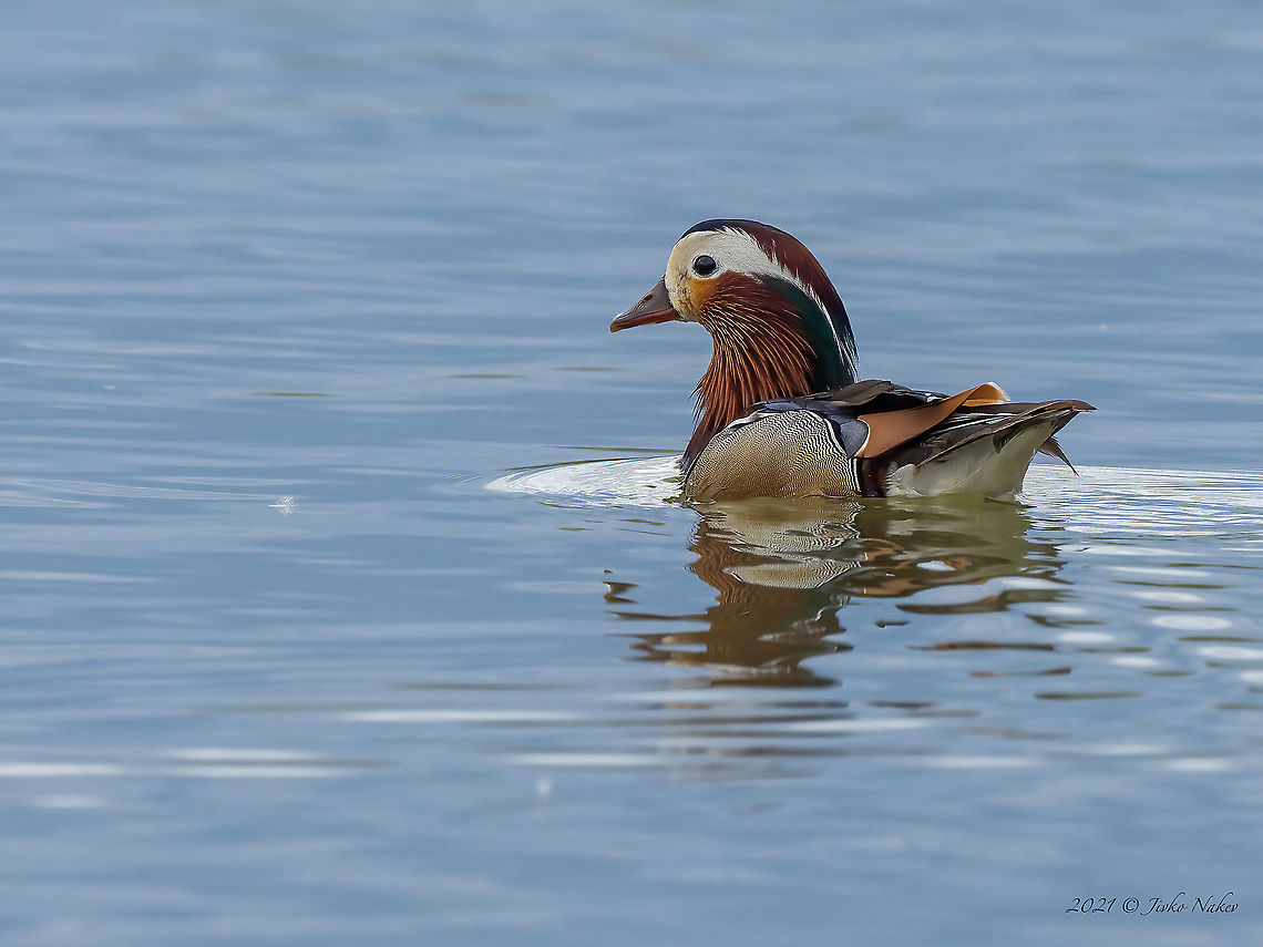 Mandarin duck - Aix galericulata  Aix galericulata,Anatidae,Animal,Animalia,Anseriformes,Aves,Bird,Bulgaria,Chordata,Europe,Geotagged,Mandarin duck,Sofia,Spring,Wildlife