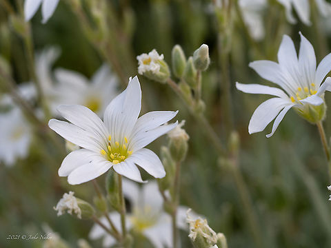 Snow-in-Summer - Cerastium tomentosum https://www.jungledragon.com/image/115220/snow-in-summer_-_cerastium_tomentosum.html Bulgaria,Caryophyllaceae,Caryophyllales,Cerastium tomentosum,Eudicot,Europe,Flowering Plant,Geotagged,Magnoliophyta,Plantae,Snow-in-Summer,Sofia,Spring,Vrana park,Wildlife