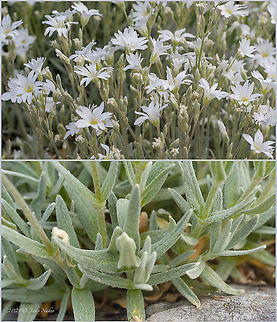 Snow-in-Summer - Cerastium tomentosum https://www.jungledragon.com/image/115219/snow-in-summer_-_cerastium_tomentosum.html Bulgaria,Caryophyllaceae,Caryophyllales,Cerastium tomentosum,Eudicot,Europe,Flowering Plant,Geotagged,Magnoliophyta,Plantae,Snow-in-Summer,Sofia,Spring,Vrana park,Wildlife