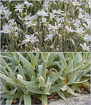 Snow-in-Summer - Cerastium tomentosum https://www.jungledragon.com/image/115219/snow-in-summer_-_cerastium_tomentosum.html Bulgaria,Caryophyllaceae,Caryophyllales,Cerastium tomentosum,Eudicot,Europe,Flowering Plant,Geotagged,Magnoliophyta,Plantae,Snow-in-Summer,Sofia,Spring,Vrana park,Wildlife