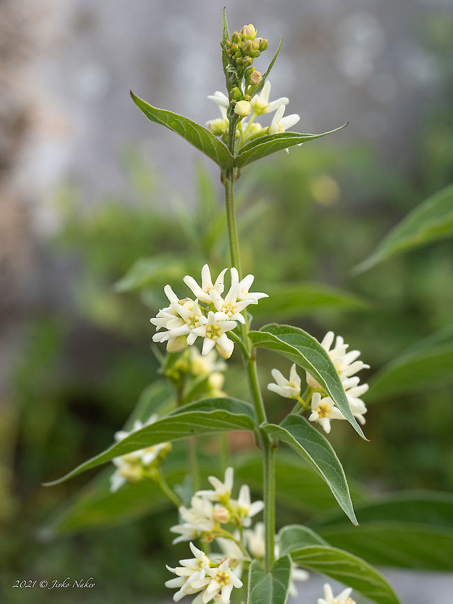 Swallow-wort - Vincetoxicum hirundinaria  Apocynaceae,Bulgaria,Eudicot,Europe,Flowering Plant,Gentianales,Geotagged,Magnoliophyta,Plantae,Sofia,Spring,Swallow-Wort,Swallow-wort,Vincetoxicum hirundinaria,Vrana park,Wildlife