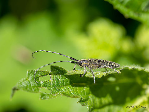 Golden-bloomed grey longhorn beetle - Agapanthia villosoviridescens  Agapanthia villosoviridescens,Animal,Animalia,Arthropoda,Bulgaria,Cerambycidae,Coleoptera,Europe,Geotagged,Golden-bloomed grey longhorn beetle,Insect,Insecta,Longhorn beetle,Pancharevo dam,Sofia,Spring,Wildlife
