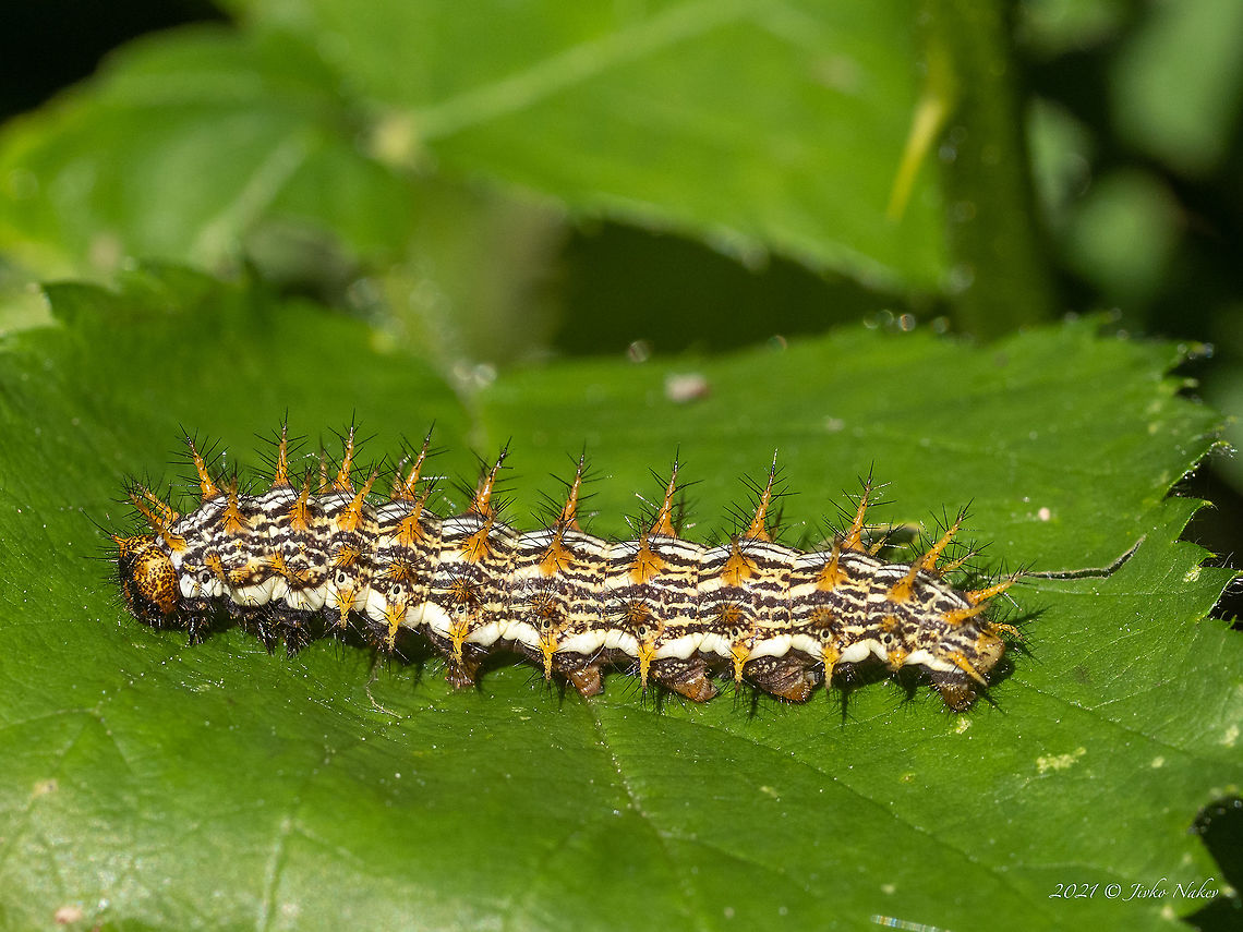 Marbled fritillary - Brenthis daphne  Animal,Animalia,Arthropoda,Brenthis daphne,Brush-footed butterfly,Bulgaria,Caterpillar,Europe,Geotagged,Insect,Insecta,Larva,Lepidoptera,Marbled fritillary,Nymphalidae,Pancharevo dam,Papilionoidea,Sofia,Spring,Wildlife