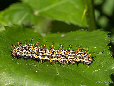 Marbled fritillary - Brenthis daphne  Animal,Animalia,Arthropoda,Brenthis daphne,Brush-footed butterfly,Bulgaria,Caterpillar,Europe,Geotagged,Insect,Insecta,Larva,Lepidoptera,Marbled fritillary,Nymphalidae,Pancharevo dam,Papilionoidea,Sofia,Spring,Wildlife