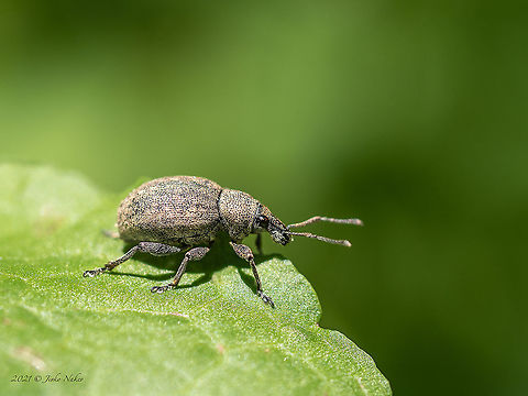 Alfalfa snout beetle