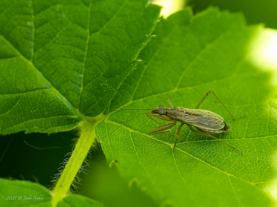 Common damsel bug - Nabis rugosus  Animal,Animalia,Arthropoda,Bulgaria,Cimicoidea,Common damsel bug,Europe,Geotagged,Hemiptera,Insect,Insecta,Nabidae,Nabis rugosus,Pancharevo dam,Sofia,Spring,Wildlife