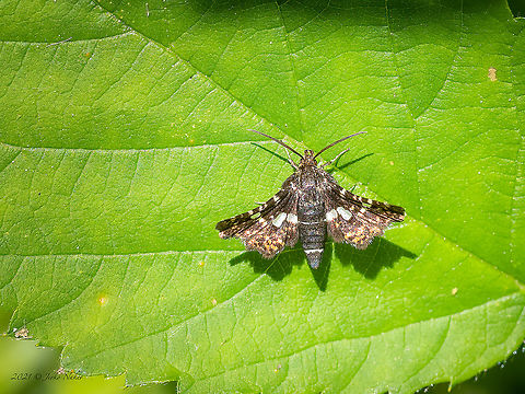 Pygmy moth - Thyris fenestrella  Animal,Animalia,Arthropoda,Bulgaria,Europe,Geotagged,Insect,Insecta,Lepidoptera,Pancharevo dam,Picture-winged leaf moth,Pygmy moth,Sofia,Spring,Thyrididae,Thyridoidea,Thyris fenestrella,Wildlife
