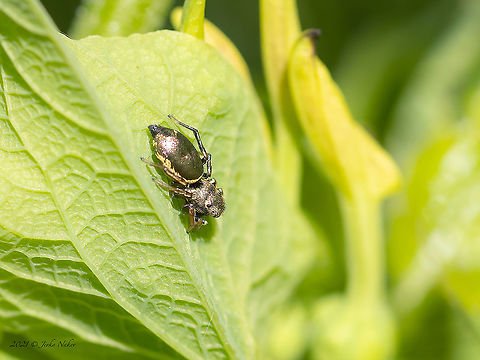 Jumping spider - Heliophanus auratus Heliophanus flavipes is a similar species, the ID is a bit tentative. According to the habitat where this specimen was shot and the fact that it is quite shiny, according to my friends from FB it is more likely H.auratus. Animal,Animalia,Arachnida,Araneae,Arthropoda,Bulgaria,Europe,Geotagged,Heliophanus auratus,Heliophanus flavipes,Jumping spider,Pancharevo dam,Salticidae,Sofia,Spring,Wildlife