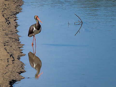 Black stork - Ciconia nigra  Animal,Animalia,Aves,Bird,Black Stork,Black stork,Bulgaria,Chordata,Ciconia nigra,Ciconiformes,Ciconiidae,Europe,Geotagged,Rhodope mountains,Spring,Wading birds,Wildlife