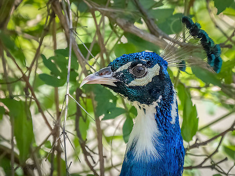 Indian (Blue) peafowl - Pavo cristatus  Animal,Animalia,Aves,Bird,Bulgaria,Chordata,Europe,Galliformes,Gamefowl,Geotagged,Indian peafowl,Pavo cristatus,Phasianidae,Rhodope mountains,Spring,Wildlife