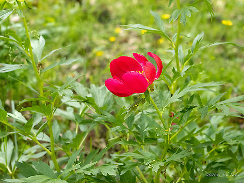 Red (Wild) peony - Paeonia peregrina  Balkan Peony,Bulgaria,Eudicot,Europe,Flowering Plant,Geotagged,Magnoliophyta,Paeonia peregrina,Paeoniaceae,Plantae,Red peony,Rhodope mountains,Saxifragales,Spring,Wild peony,Wildlife