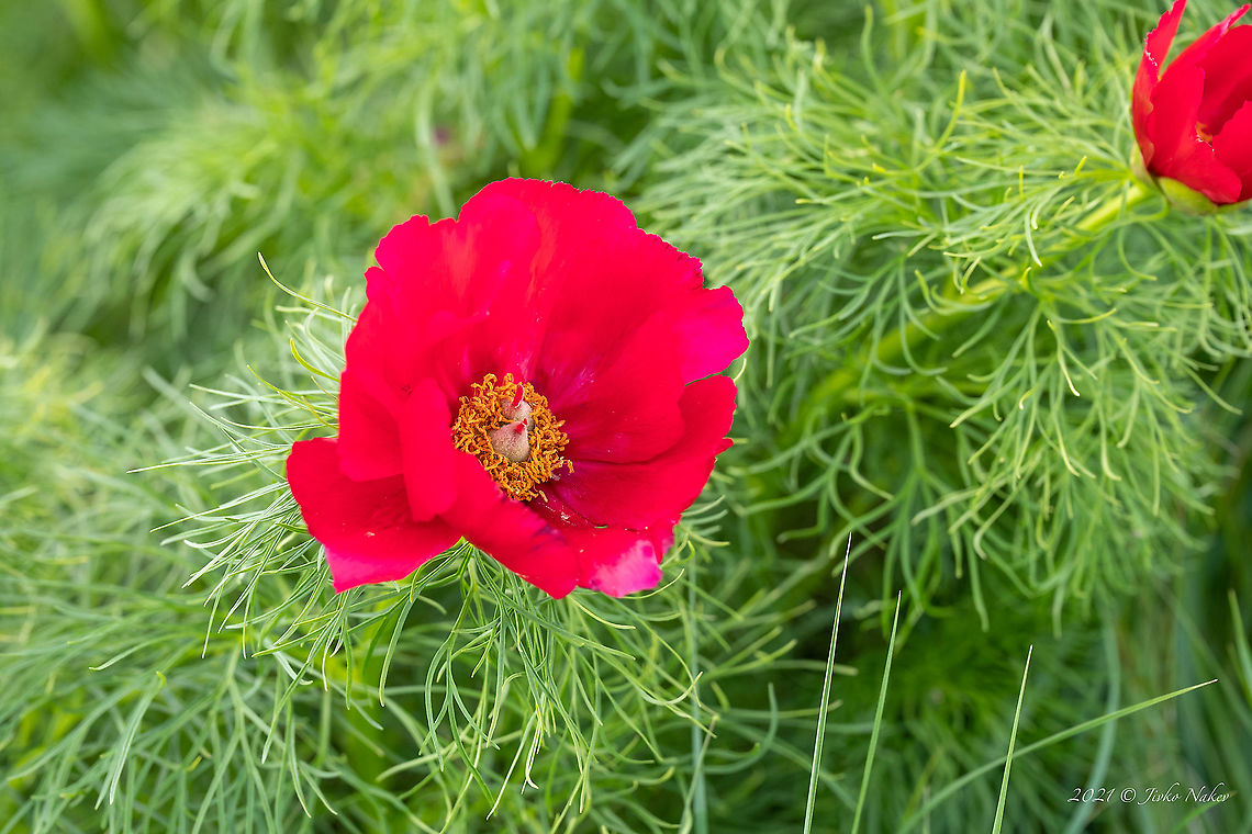 Fern leaf peony - Paeonia tenuifolia  Bulgaria,Eudicot,Europe,Fern leaf peony,Flowering Plant,Geotagged,Magnoliophyta,Paeonia tenuifolia,Paeoniaceae,Plantae,Saxifragales,Sofia,Spring,Wildlife
