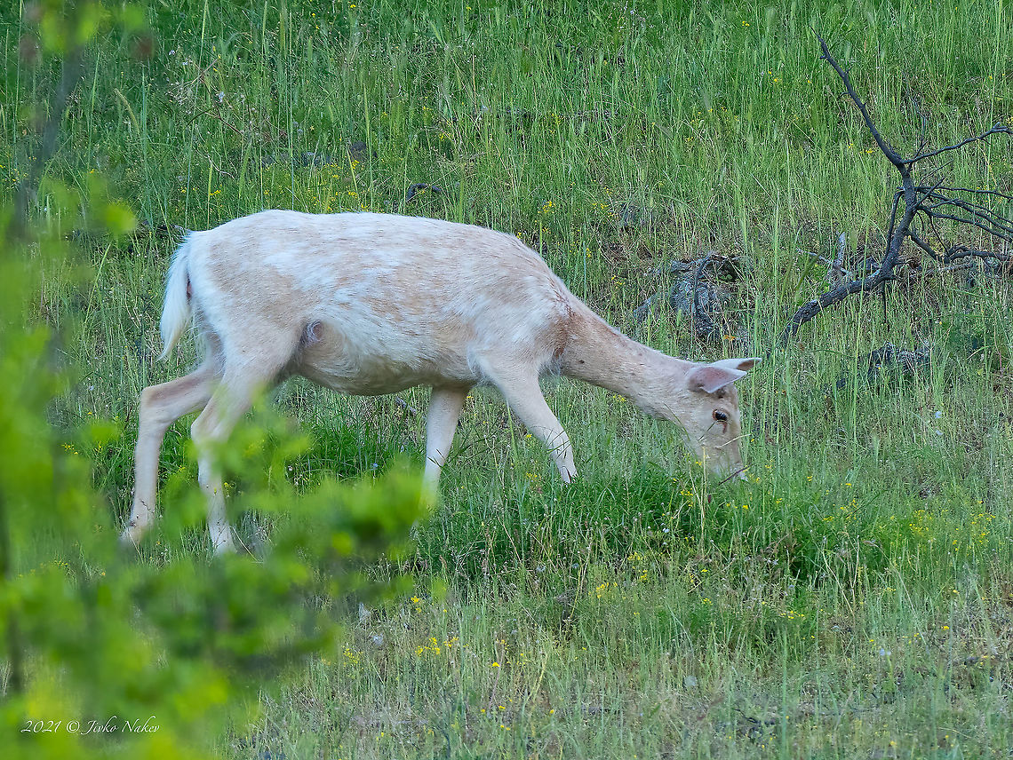Rare albino fallow deer - Dama dama <figure class="photo"><a href="https://www.jungledragon.com/image/115858/rare_albino_fallow_deer_-_dama_dama.html" title="Rare albino fallow deer - Dama dama"><img src="https://s3.amazonaws.com/media.jungledragon.com/images/1332/115858_thumb.jpg?AWSAccessKeyId=05GMT0V3GWVNE7GGM1R2&Expires=1769040010&Signature=knP7qZtHs1eRdyUZ%2B0lDSiX9mMs%3D" width="200" height="150" alt="Rare albino fallow deer - Dama dama https://www.jungledragon.com/image/115857/rare_albino_fallow_deer_-_dama_dama.html Albinism,Albino,Animal,Animalia,Artiodactyla,Bulgaria,Cervidae,Chordata,Dama dama,Europe,Fallow Deer,Fallow deer,Geotagged,Mammalia,Rhodope mountains,Spring,Wildlife,even-toed,mammals" /></a></figure> Albinism,Albino,Animal,Animalia,Artiodactyla,Bulgaria,Cervidae,Chordata,Dama dama,Europe,Fallow Deer,Fallow deer,Geotagged,Mammalia,Rhodope mountains,Spring,Wildlife,even-toed,mammals