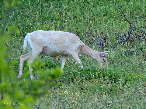 Rare albino fallow deer - Dama dama https://www.jungledragon.com/image/115858/rare_albino_fallow_deer_-_dama_dama.html Albinism,Albino,Animal,Animalia,Artiodactyla,Bulgaria,Cervidae,Chordata,Dama dama,Europe,Fallow Deer,Fallow deer,Geotagged,Mammalia,Rhodope mountains,Spring,Wildlife,even-toed,mammals