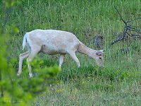 Rare albino fallow deer - Dama dama https://www.jungledragon.com/image/115858/rare_albino_fallow_deer_-_dama_dama.html Albinism,Albino,Animal,Animalia,Artiodactyla,Bulgaria,Cervidae,Chordata,Dama dama,Europe,Fallow Deer,Fallow deer,Geotagged,Mammalia,Rhodope mountains,Spring,Wildlife,even-toed,mammals