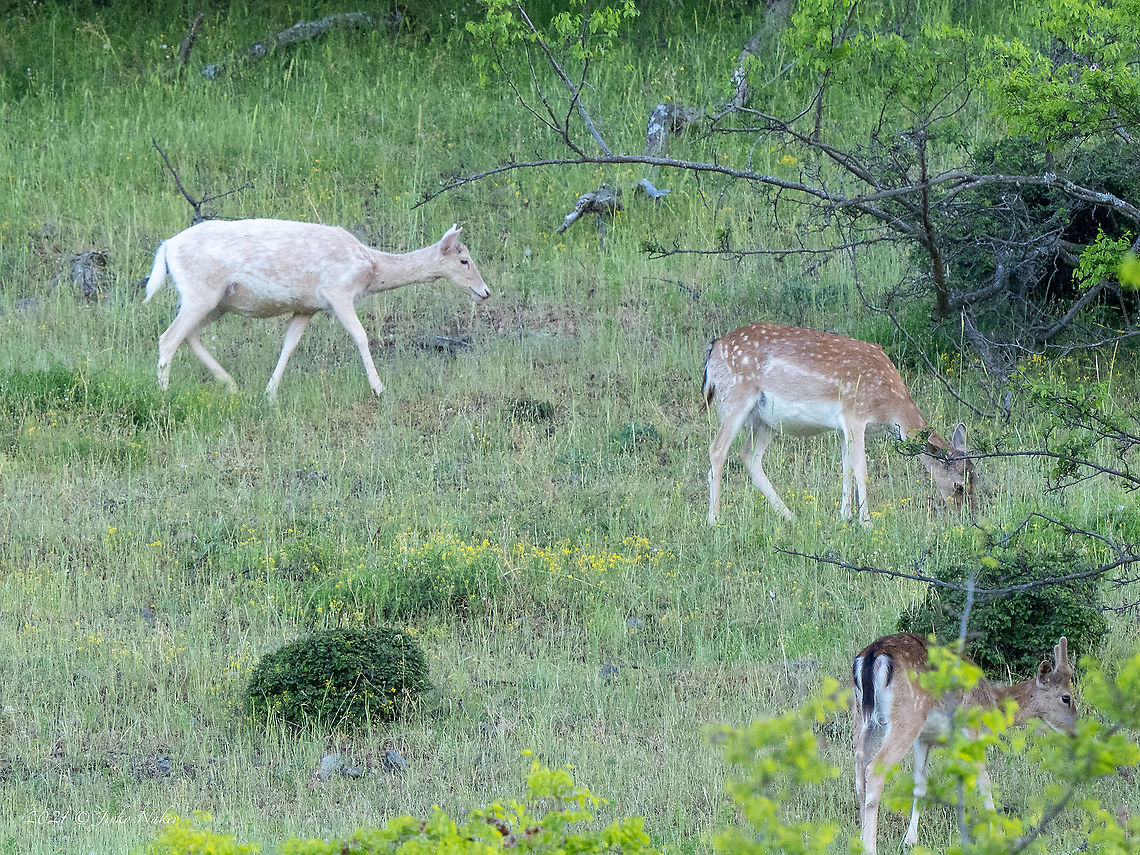 Rare albino fallow deer - Dama dama <figure class="photo"><a href="https://www.jungledragon.com/image/115857/rare_albino_fallow_deer_-_dama_dama.html" title="Rare albino fallow deer - Dama dama"><img src="https://s3.amazonaws.com/media.jungledragon.com/images/1332/115857_thumb.jpg?AWSAccessKeyId=05GMT0V3GWVNE7GGM1R2&Expires=1759968010&Signature=UewbdjBQyaY9lTMild9iQbcE67Y%3D" width="200" height="152" alt="Rare albino fallow deer - Dama dama https://www.jungledragon.com/image/115858/rare_albino_fallow_deer_-_dama_dama.html Albinism,Albino,Animal,Animalia,Artiodactyla,Bulgaria,Cervidae,Chordata,Dama dama,Europe,Fallow Deer,Fallow deer,Geotagged,Mammalia,Rhodope mountains,Spring,Wildlife,even-toed,mammals" /></a></figure> Albinism,Albino,Animal,Animalia,Artiodactyla,Bulgaria,Cervidae,Chordata,Dama dama,Europe,Fallow Deer,Fallow deer,Geotagged,Mammalia,Rhodope mountains,Spring,Wildlife,even-toed,mammals