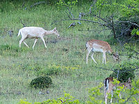 Rare albino fallow deer - Dama dama https://www.jungledragon.com/image/115857/rare_albino_fallow_deer_-_dama_dama.html Albinism,Albino,Animal,Animalia,Artiodactyla,Bulgaria,Cervidae,Chordata,Dama dama,Europe,Fallow Deer,Fallow deer,Geotagged,Mammalia,Rhodope mountains,Spring,Wildlife,even-toed,mammals