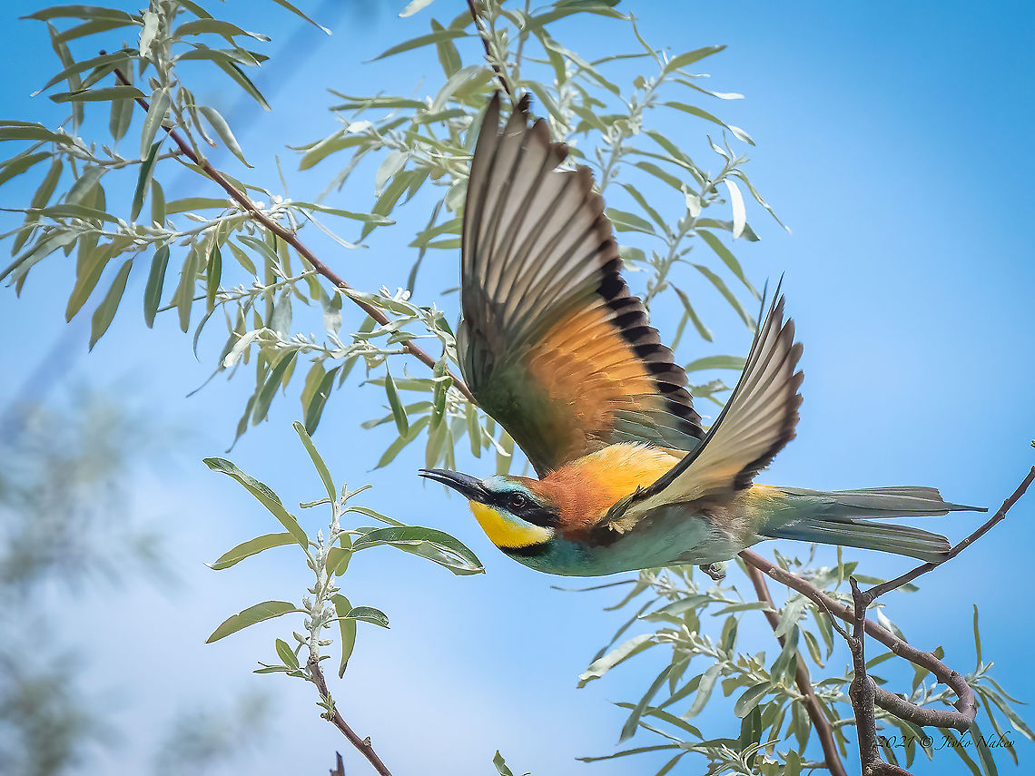 European bee-eater - Merops apiaster  Animal,Animalia,Aves,Bird,Bulgaria,Chordata,Coraciiformes,European bee-eater,Geotagged,Meropidae,Merops apiaster,Migratory bird,Spring,Wildlife