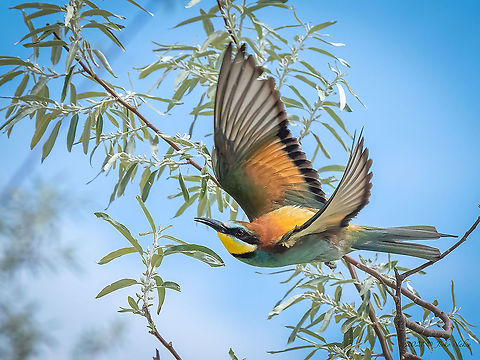 European bee-eater - Merops apiaster  Animal,Animalia,Aves,Bird,Bulgaria,Chordata,Coraciiformes,European bee-eater,Geotagged,Meropidae,Merops apiaster,Migratory bird,Spring,Wildlife