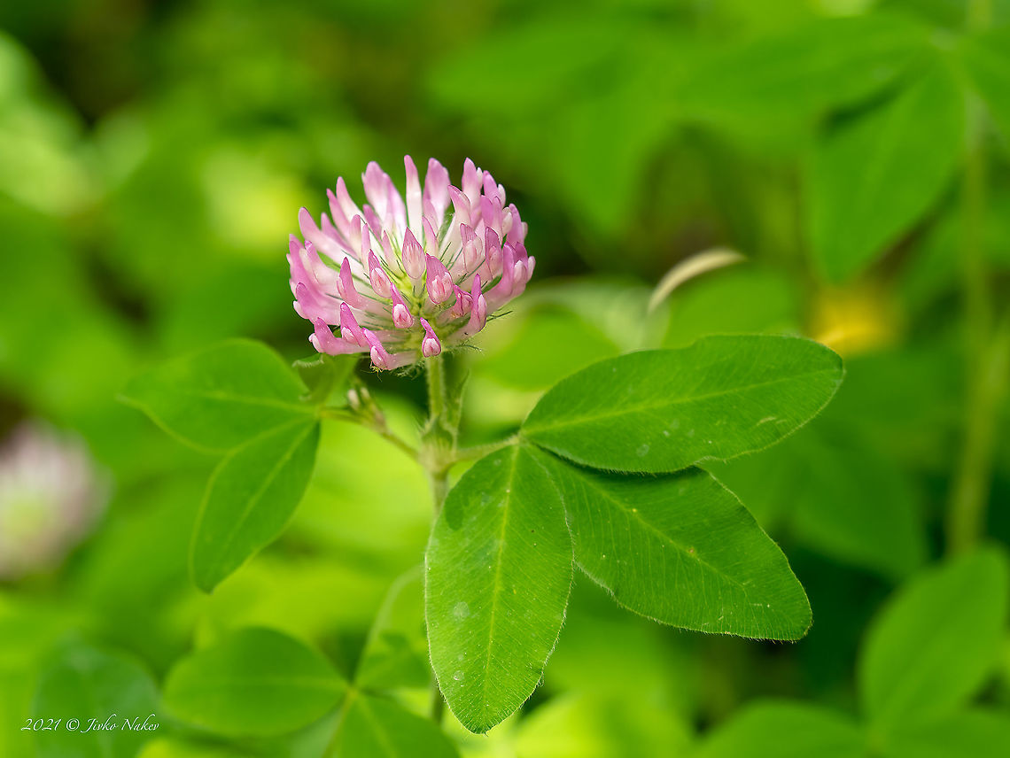 Zigzag clover - Trifolium medium  Bulgaria,Eudicot,Europe,Fabaceae,Fabales,Flowering Plant,Geotagged,Magnoliophyta,Plantae,Spring,Trifolium medium,Vitosha Mountain Nature Park,Wildlife,Zigzag clover