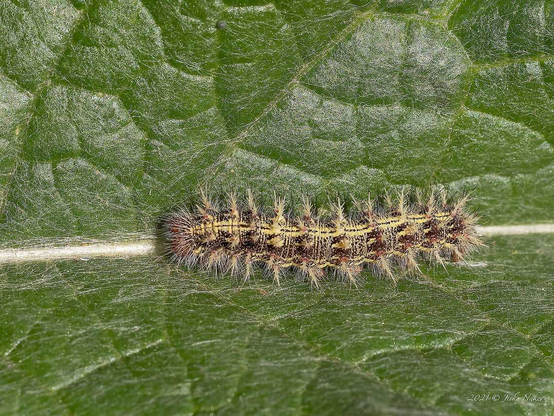 Painted lady caterpillar - Vanessa cardui <figure class="photo"><a href="https://www.jungledragon.com/image/19751/painted_lady_butterfly.html" title="Painted Lady Butterfly"><img src="https://s3.amazonaws.com/media.jungledragon.com/images/1332/19751_thumb.jpg?AWSAccessKeyId=05GMT0V3GWVNE7GGM1R2&Expires=1769040010&Signature=6uxTMb2rFL6xyUiD7wC5%2FyEzWBM%3D" width="200" height="134" alt="Painted Lady Butterfly Painted Lady  - Vanessa cardui<br />
https://www.jungledragon.com/image/117508/painted_lady_caterpillar_-_vanessa_cardui.html Brush-footed butterfly,Bulgaria,Geotagged,Painted Lady,Vanessa cardui,butterfly,insect,lepidoptera,nature,nymphalidae" /></a></figure> Animal,Animalia,Arthropoda,Brush-footed butterfly,Bulgaria,Caterpillar,Europe,Geotagged,Insect,Insecta,Larva,Lepidoptera,Negovan lakes,Nymphalidae,Painted Lady,Painted lady,Papilionoidea,Sofia,Summer,Vanessa cardui