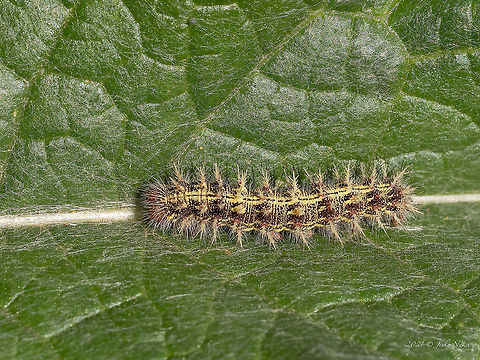 Painted lady caterpillar - Vanessa cardui https://www.jungledragon.com/image/19751/painted_lady_butterfly.html Animal,Animalia,Arthropoda,Brush-footed butterfly,Bulgaria,Caterpillar,Europe,Geotagged,Insect,Insecta,Larva,Lepidoptera,Negovan lakes,Nymphalidae,Painted Lady,Painted lady,Papilionoidea,Sofia,Summer,Vanessa cardui