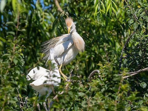 Cattle egret - Bubulcus ibis Quite an interesting spotting. My first encounter with this very attractive but relatively rare bird in Bulgaria. It was recorded nesting in Bulgaria for the first time in 2011. The photo was taken on the territory of a fairly large colony of little egrets (Egretta garzetta) and Squacco herons (Ardeola ralloides), where we found 3 nests of the cattle egret. Ardeidae,Bubulcus ibis,Bulgaria,Cattle egret,Geotagged,Pelecaniformes,Summer