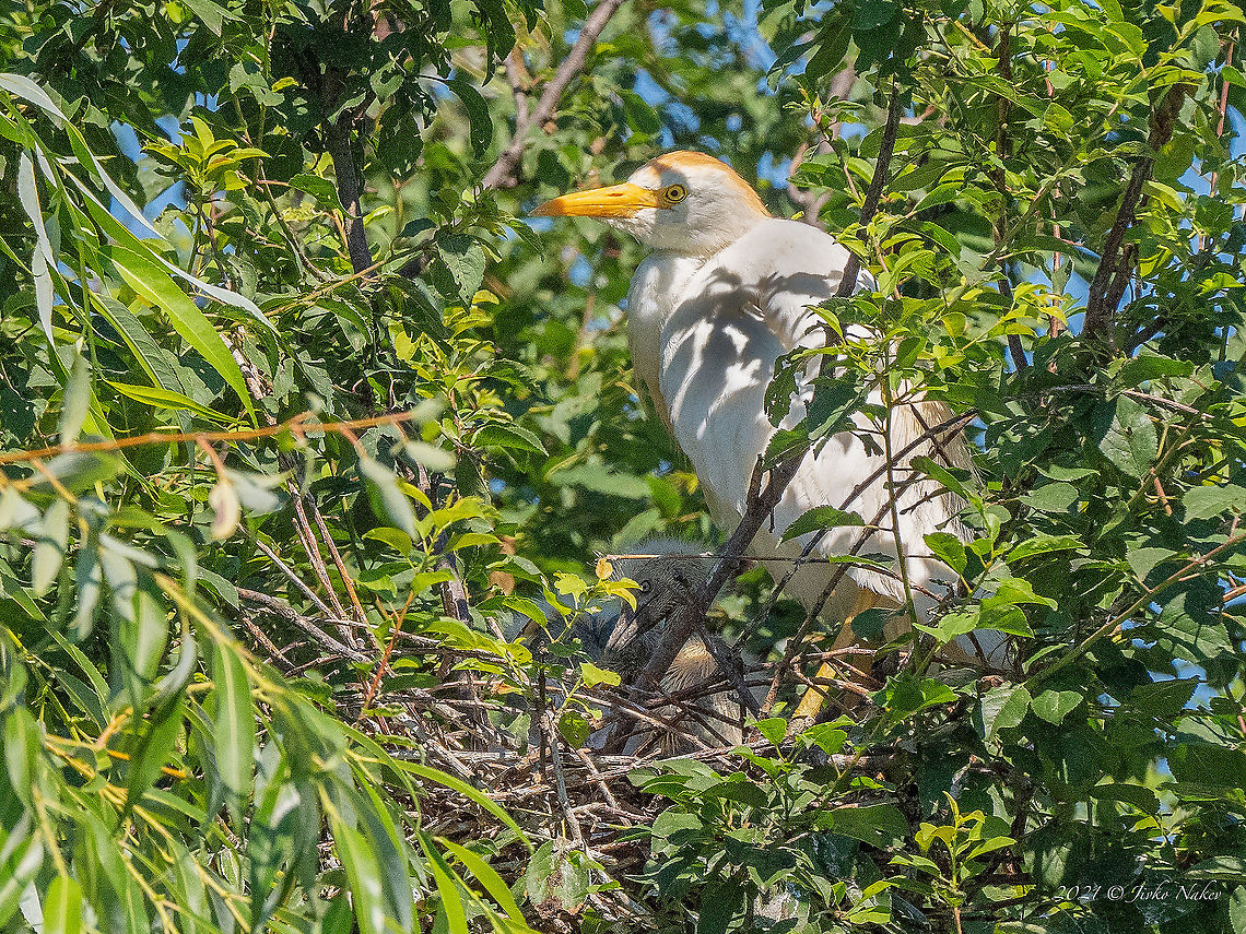Cattle egret - Bubulcus ibis Cattle egret - Bubulcus ibis<br />
South Bulgaria, 28th June 2021<br />
As far as I am informed, this is the second record in Bulgaria of nesting cattle egret. In a mixed colony of Squacco and Night herons, Little egrets, and Glossy ibises. This photo is taken from a great distance with an equivalent of an 800mm lens. Animal,Animalia,Ardeidae,Aves,Bird,Bubulcus ibis,Bulgaria,Cattle egret,Chordata,Europe,Pelecaniformes,Wildlife