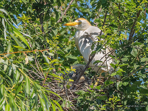 Cattle egret - Bubulcus ibis Cattle egret - Bubulcus ibis
South Bulgaria, 28th June 2021
As far as I am informed, this is the second record in Bulgaria of nesting cattle egret. In a mixed colony of Squacco and Night herons, Little egrets, and Glossy ibises. This photo is taken from a great distance with an equivalent of an 800mm lens. Animal,Animalia,Ardeidae,Aves,Bird,Bubulcus ibis,Bulgaria,Cattle egret,Chordata,Europe,Pelecaniformes,Wildlife