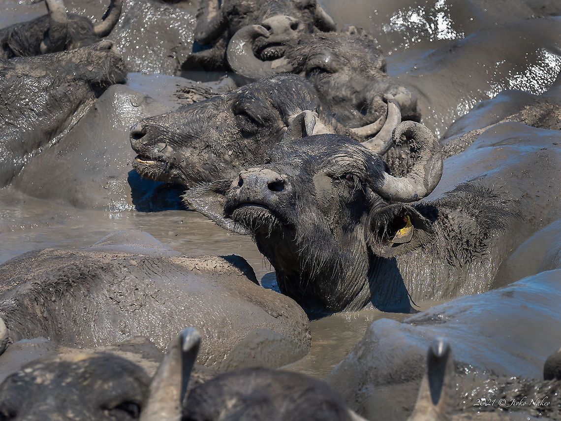 Bubalus bubalis A herd of water buffaloes chills on a hot July day in a small pond Animal,Animalia,Artiodactyla,Bovidae,Bubalus bubalis,Bulgaria,Chordata,Domestic water buffalo,Geotagged,Mammalia,Summer,Water buffalo,Wildlife,even-toed,mammals