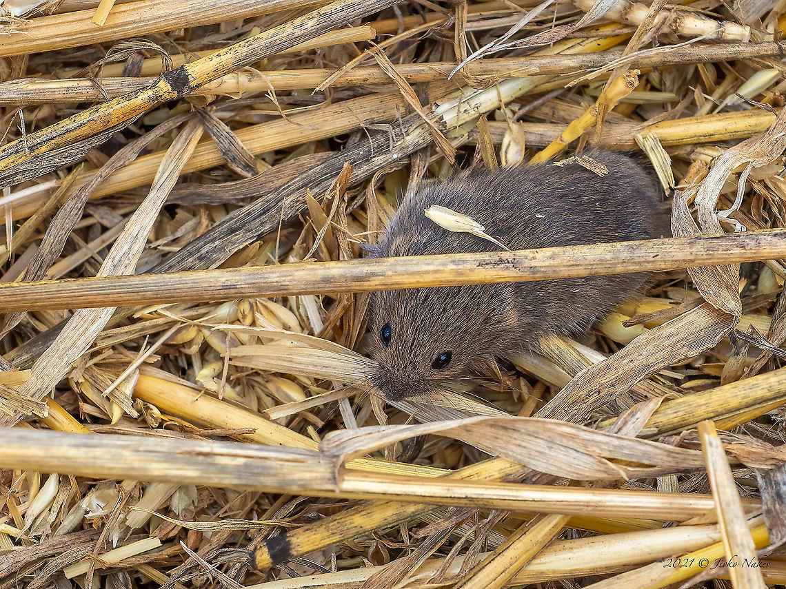 Common vole - Microtus arvalis  Animal,Animalia,Bulgaria,Chordata,Common vole,Cricetidae,Geotagged,Mammalia,Microtus arvalis,Mramor,Rodentia,Summer,Wildlife,mammals