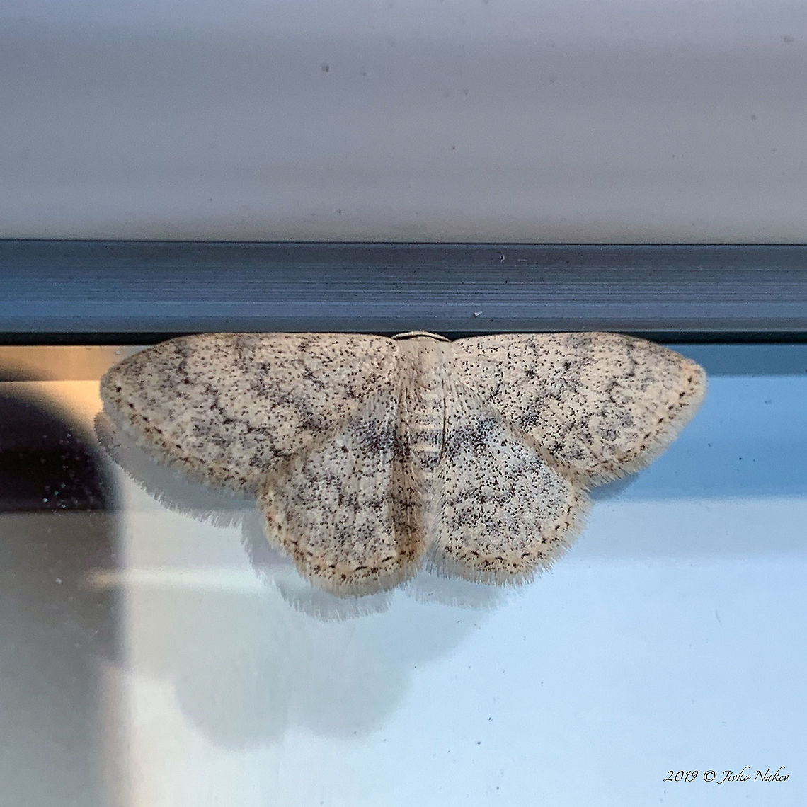 Small dusty wave - Idaea seriata Photo taken with iPhone Animal,Animalia,Arthropoda,Bulgaria,Europe,Fall,Geometer moth,Geometridae,Geotagged,Idaea seriata,Insect,Insecta,Lepidoptera,Nature,Small dusty wave,Sofia,Wildlife