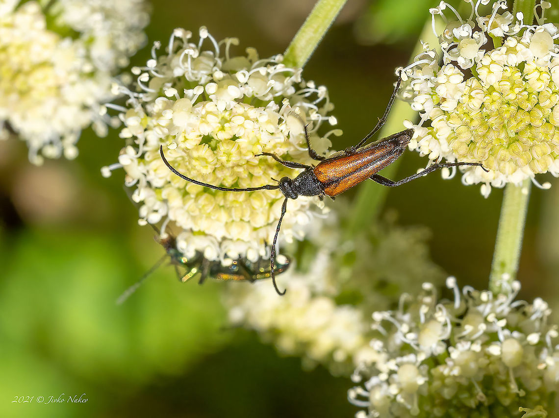 Flower longhorn beetle - Stenurella melanura  Animal,Animalia,Arthropoda,Black-striped Longhorn Beetle,Bulgaria,Cerambycidae,Coleoptera,Europe,Geotagged,Insect,Insecta,Longhorn beetle,Stenurella melanura,Summer,Vitosha Mountain Nature Park,Wildlife