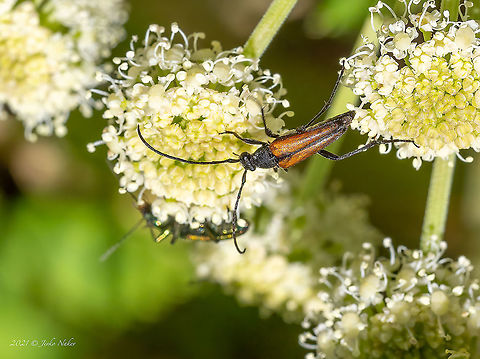 Flower longhorn beetle - Stenurella melanura  Animal,Animalia,Arthropoda,Black-striped Longhorn Beetle,Bulgaria,Cerambycidae,Coleoptera,Europe,Geotagged,Insect,Insecta,Longhorn beetle,Stenurella melanura,Summer,Vitosha Mountain Nature Park,Wildlife