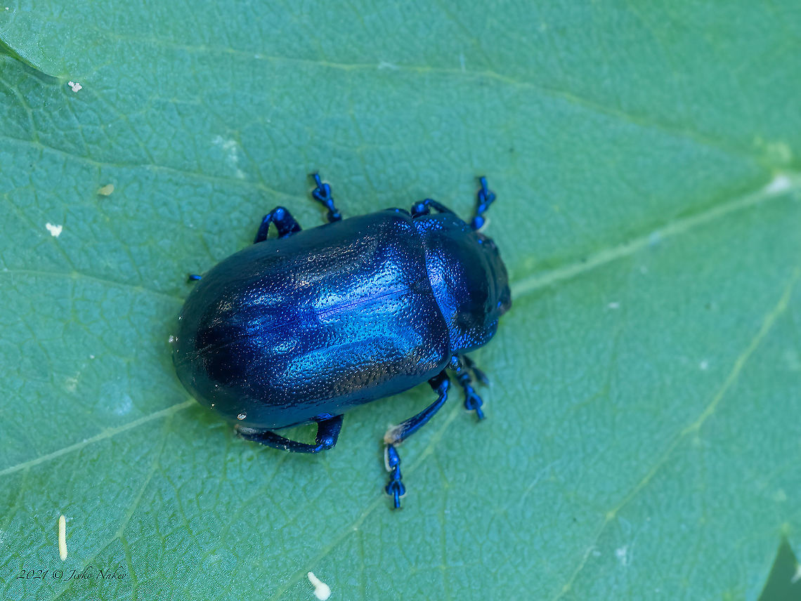 Chrysochus asclepiadeus  Animal,Animalia,Arthropoda,Bulgaria,Chrysochus asclepiadeus,Chrysomelidae,Chrysomeloidea,Coleoptera,Europe,Geotagged,Insect,Insecta,Leaf beetle,Summer,Vitosha Mountain Nature Park,Wildlife
