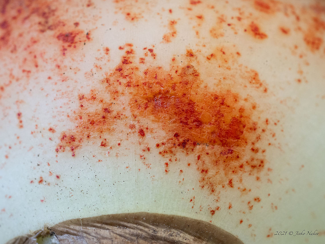 Didymella curtisii - Red plotch, red leaf spot Stagonospora curtisii<br />
<figure class="photo"><a href="https://www.jungledragon.com/image/122228/didymella_curtisii_-_red_plotch_red_leaf_spot.html" title="Didymella curtisii - Red plotch, red leaf spot"><img src="https://s3.amazonaws.com/media.jungledragon.com/images/1332/122228_thumb.jpg?AWSAccessKeyId=05GMT0V3GWVNE7GGM1R2&Expires=1770854410&Signature=PmHWCvDIK96c0H6m2YmnTW76DSA%3D" width="200" height="162" alt="Didymella curtisii - Red plotch, red leaf spot https://www.jungledragon.com/image/122227/didymella_curtisii_-_red_plotch_red_leaf_spot.html Ascomycota,Bulgaria,Didymella curtisii,Didymellaceae,Dothideomycetes,Europe,Fall,Fungi,Fungus,Geotagged,Pleosporales,Red blotch,Red plotch,Stagonospora curtisii,Wildlife" /></a></figure> Ascomycota,Bulgaria,Didymella curtisii,Didymellaceae,Dothideomycetes,Europe,Fall,Fungi,Fungus,Geotagged,Pleosporales,Red blotch,Red plotch,Stagonospora curtisii,Wildlife