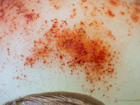 Didymella curtisii - Red plotch, red leaf spot Stagonospora curtisii
https://www.jungledragon.com/image/122228/didymella_curtisii_-_red_plotch_red_leaf_spot.html Ascomycota,Bulgaria,Didymella curtisii,Didymellaceae,Dothideomycetes,Europe,Fall,Fungi,Fungus,Geotagged,Pleosporales,Red blotch,Red plotch,Stagonospora curtisii,Wildlife