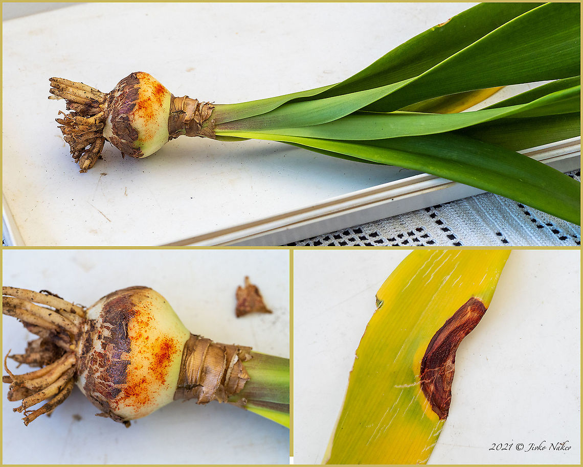 Didymella curtisii - Red plotch, red leaf spot <figure class="photo"><a href="https://www.jungledragon.com/image/122227/didymella_curtisii_-_red_plotch_red_leaf_spot.html" title="Didymella curtisii - Red plotch, red leaf spot"><img src="https://s3.amazonaws.com/media.jungledragon.com/images/1332/122227_thumb.jpg?AWSAccessKeyId=05GMT0V3GWVNE7GGM1R2&Expires=1770854410&Signature=l1LUAm7wrLNaIQtMnFC2Nr%2BsOQk%3D" width="200" height="150" alt="Didymella curtisii - Red plotch, red leaf spot Stagonospora curtisii<br />
https://www.jungledragon.com/image/122228/didymella_curtisii_-_red_plotch_red_leaf_spot.html Ascomycota,Bulgaria,Didymella curtisii,Didymellaceae,Dothideomycetes,Europe,Fall,Fungi,Fungus,Geotagged,Pleosporales,Red blotch,Red plotch,Stagonospora curtisii,Wildlife" /></a></figure> Ascomycota,Bulgaria,Didymella curtisii,Didymellaceae,Dothideomycetes,Europe,Fall,Fungi,Fungus,Geotagged,Pleosporales,Red blotch,Red plotch,Stagonospora curtisii,Wildlife