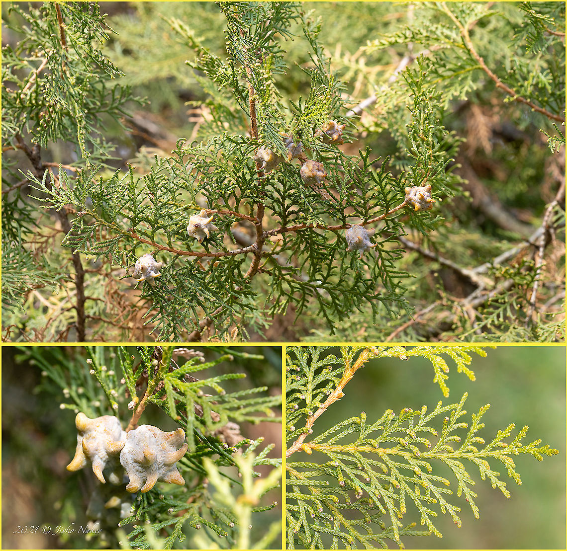 Platycladus orientalis - Eastern Arbor-vitae  Bulgaria,Chinese arborvitae,Cupressaceae,Eastern Arbor-vitae,Europe,Fall,Geotagged,Pinales,Pinophyta,Pinopsida,Plantae,Platycladus orientalis,Sofia,South park,Thuja orientalis,Wildlife