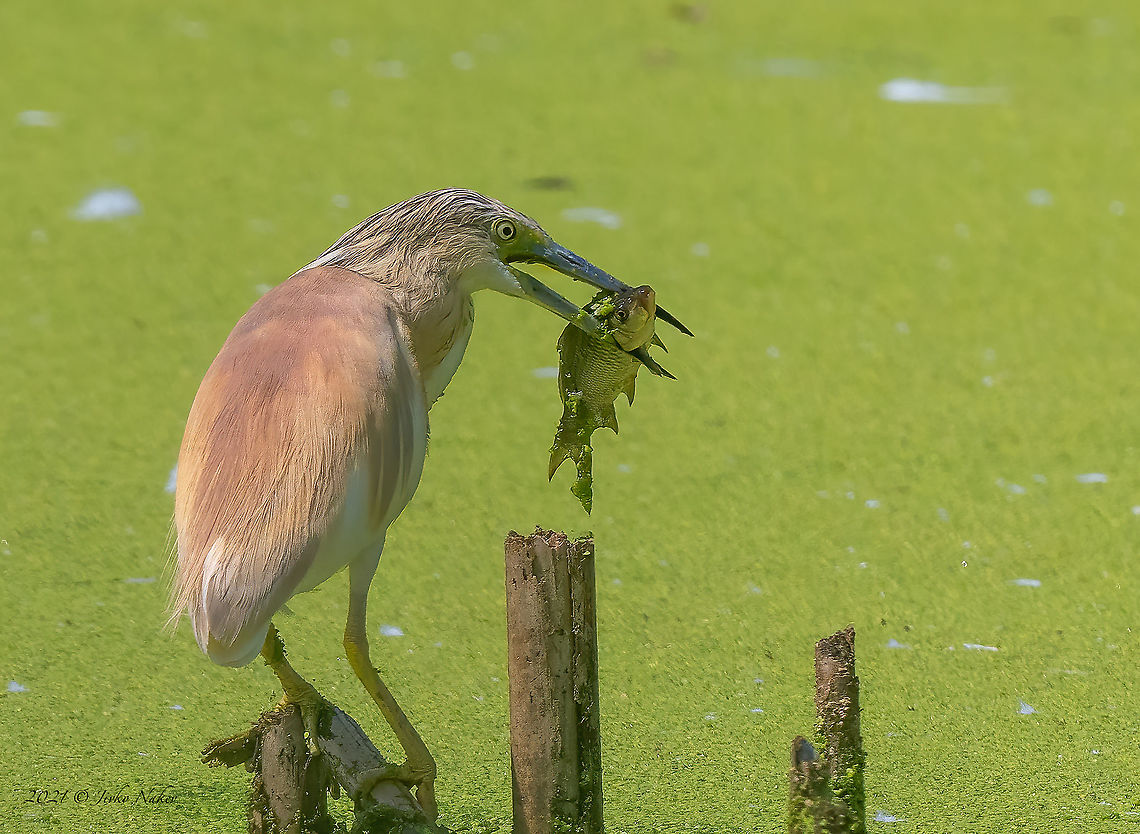 Common carp served as Squacco heron's lunch - Cyprinus carpio  Actinoperygii,Animal,Animalia,Bulgaria,Chordata,Common carp,Cyprinidae,Cypriniformes,Cyprinus carpio,Geotagged,Ray-finned fish,Summer,Wildlife