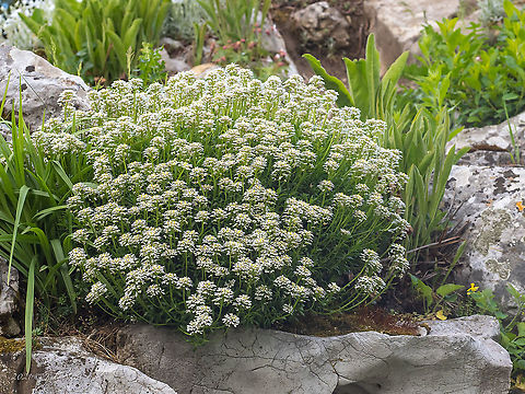 Evergreen candytuft - Iberis sempervirens  Brassicaceae,Brassicales,Bulgaria,Eudicot,Evergreen candytuft,Flowering Plant,Geotagged,Iberis sempervirens,Magnoliophyta,Plantae,Spring,Wildlife